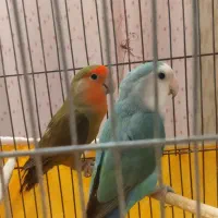 طوطی برزیلی نر و ماده|پرنده|اصفهان, سپاهانشهر|دیوار