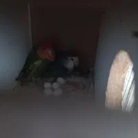 طوطی برزیلی