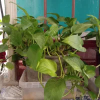 گل پتوس|گل و گیاه طبیعی|شیراز, شیشه‌گری|دیوار