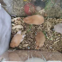 همستر|موش و خرگوش|یزد, |دیوار