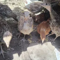 بوقلمون  و جوجه