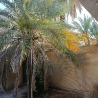 زمین-بلوار-سپاه