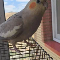 دو عدد عروس هلندی مولد|پرنده|اهر, |دیوار