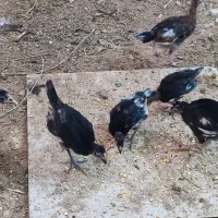 مرغ نیمچه