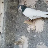 کبوتر