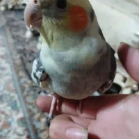 عروس هلندی دوتا نر سخنگو|پرنده|شیراز, هفت تنان|دیوار