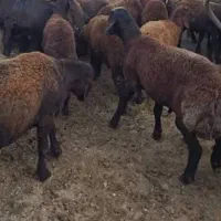 بره نر