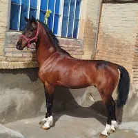 اسب کرد سواری دار