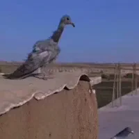 جونه نر گرتی|پرنده|خرم‌آباد, |دیوار