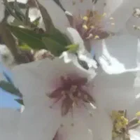 باغ وباغچه