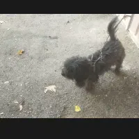 سگ از نژاد پاکوتاه|سگ|خرمآباد, |دیوار