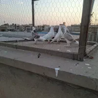 نر وماده به اضافه دو عدد جوجه جیر ودو عدد دولابی