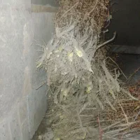 فروش وارسال نهال زرشک به سراسر کشور|خدمات باغبانی و درختکاری|قائن, |دیوار