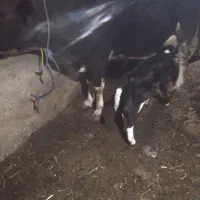 گاو|حیوانات مزرعه|نمین, |دیوار