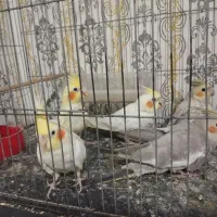 عروس هلندی لوتینو.طوسی.سینامون|پرنده|چهارباغ, |دیوار