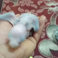 جفت شاه طوطی|پرنده|بندر ماهشهر, |دیوار