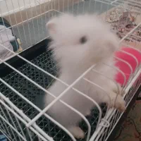 خرگوش لوپ|موش و خرگوش|اردبیل, |دیوار