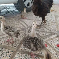 جوجه بوقلمون محلی و مرغ