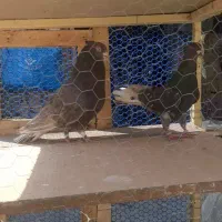 کفتر یا کبوتر دم سفید