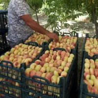 فروش انواع نهال میوه و خشکبار لیبل‌دار|خدمات باغبانی و درختکاری|دهگلان, |دیوار