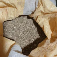 بذرچغندررسمی