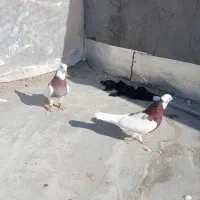 طوقی|پرنده|سبزوار, رباط|دیوار