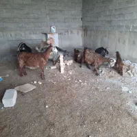 ۶راس بز بابزغاله ویک راس گوسفندبره دار|حیوانات مزرعه|اردبیل, |دیوار