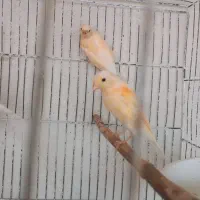 قناری ماده مست آماده