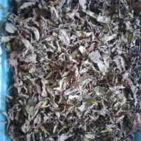 نعناع خشک امسالی