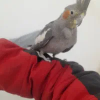 فروش عروس هلندی با کوتوله برزیلی و فنچ با وسایل|پرنده|تربت‌حیدریه, یحیی آباد|دیوار