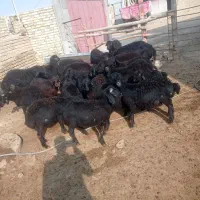 بره نر|حیوانات مزرعه|ایجرود, |دیوار