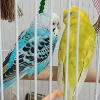 مرغ عشق|پرنده|اردبیل, |دیوار