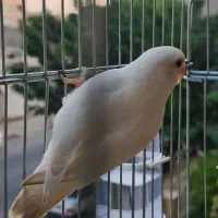 کوتوله برزیلی|پرنده|بندرعباس, |دیوار
