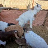 بره فقط ۶تومان