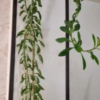 گل و گیاه|گل و گیاه طبیعی|شاهین‌شهر, فردوسی|دیوار