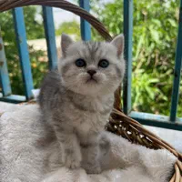 کانال گربه‌ها (پرشین/بریتیش/اسکاتیش)|گربه|کرمانشاه, |دیوار