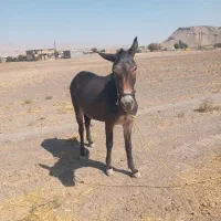 فروشی|حیوانات مزرعه|دره شهر, |دیوار