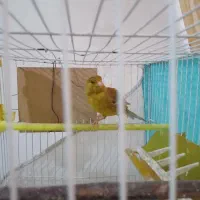 قناری ماده درشت