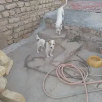 سگ پاکوتاه