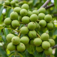 نهال زردآلو درجه‌یک، باردهی سریع با قیمت استثنایی|خدمات باغبانی و درختکاری|تبریز, |دیوار