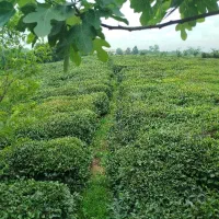 فروش-یک-هکتار-باغ-چای3نبش-همراه-با-خانه-ویلایی