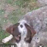 پوینتر|حیوانات|اطاقور, |دیوار