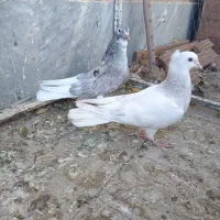 کفتر هفترنگ دم سفید.یهودی.سینه سیاه.کلاغ دم سفید|پرنده|سبزوار, جوادیه شرقی|دیوار