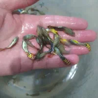 ماهی گوپی. کالر. آنجل. فلاور