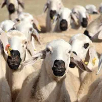 گوسفند زنده پرواری پور گوشت