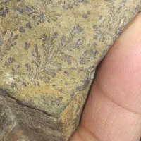 سنگ بافسیل گیاه