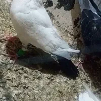دم سیاه ماده
