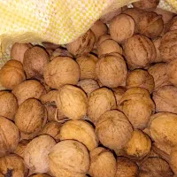 گردو معمولی