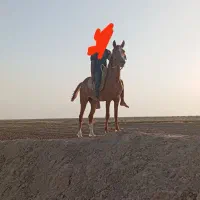 سوسنگردشهرابوحمیظه