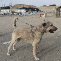 سگ سرابی